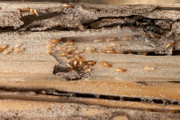 Best Local Pest Control Services  in Anacoco, LA